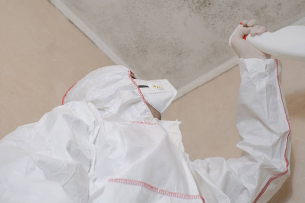 Best Basement Mold Remediation in Sellersburg, IN