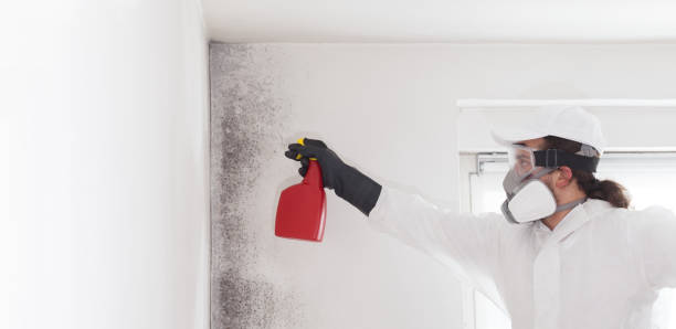 Best Attic Mold Remediation in Sellersburg, IN