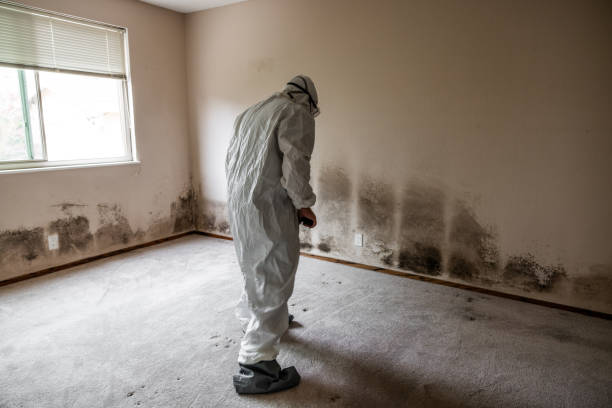Best Black Mold Remediation in Sellersburg, IN
