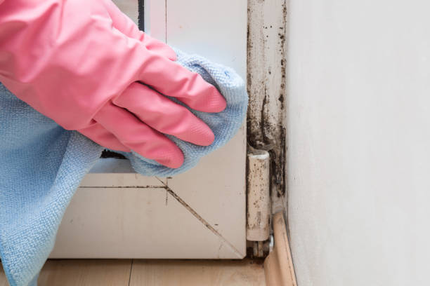 Best Commercial Mold Remediation in Sellersburg, IN